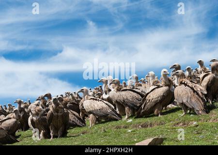 SICHUAN, CHINA - Geier am Sky Begräbnisplatz in Larung gar. Eine berühmte Lamaserei in Seda, Sichuan, China. Stockfoto