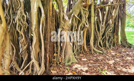 Die Wurzeln des Moreton Bay Fig Tree in den Sydney Botanical Gardens NSW Australia Stockfoto