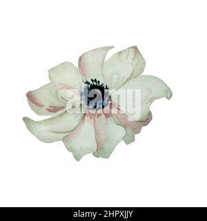 Weiße Anemone Blume Aquarell Illustration. Handbemalte rosa Blume isoliert auf weißem Hintergrund. Für Grußkarten, Einladungen, Design Stockfoto