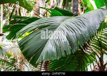 Latannyen lat (Verschaffeltia splendida, Tilt Palm) Blatt, endemische Seychellen-Arten, im Vallee de Mai Nature Reserve, Praslin, Seychellen. Stockfoto