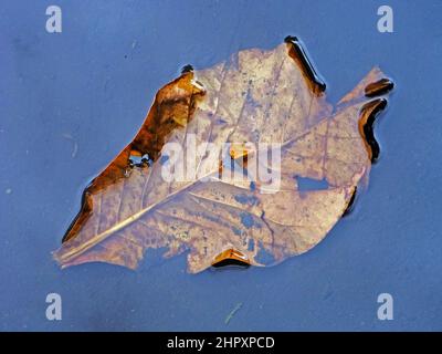 Getrocknetes Blatt (Terminlia catappa) auf Wasser Stockfoto