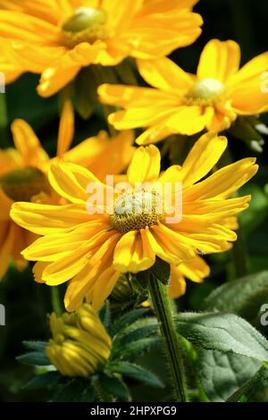 Rudbeckia hirta „Amarillo Gold“ Benary. Susan mit schwarzen Augen, Susan mit braunen Augen. Reiche, goldene Blüten Stockfoto