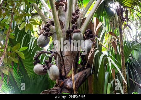 Coco de mer (Lodoicea maldivica) weibliche Fruchtgruppen mit den größten Nüssen der Welt im Inneren, endemische Arten auf der Insel Praslin, Vallee de Mai Stockfoto