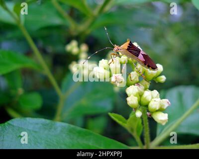 Stinkbug (Hypselonotus fulvus) auf Blumen im Garten Stockfoto