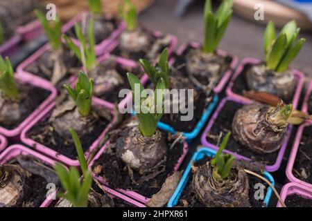 Blumenzwiebeln und frische Sprossen von Hyazinthblüten in Kunststoffbehältern in verschiedenen Farben im Blumenladen. Kauf von Frühlingspflanzen für das Pflanzen von Blumen in Töpfen innen oder für Blumenbeet. Weicher, selektiver Fokus Stockfoto