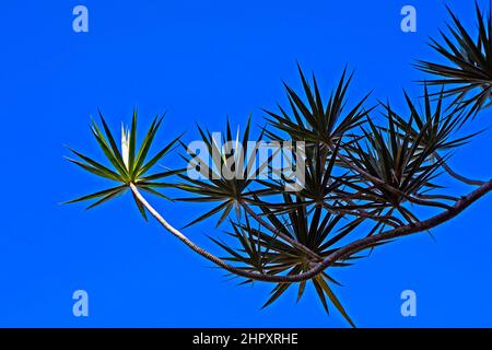 Madagaskar Drachenbaum (Dracaena marginata) und blauer Himmel Stockfoto