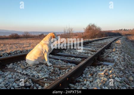 Ein Labrador sitzt auf einer nicht funktionierenden Eisenbahn. Stockfoto