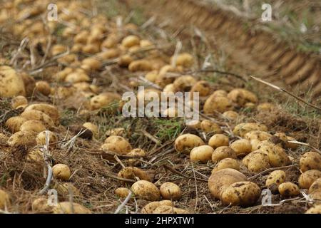 Italien, Kalabrien, San Giovanni in Fiore,Sila Potatoes Stockfoto