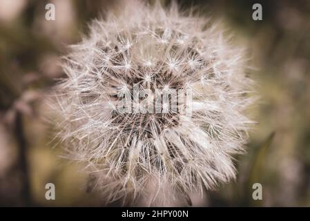 Lötensaat (Taraxacum officinale) im Frühjahr im Gras., Abruzzen-Nationalpark, Alvito, Italien Stockfoto