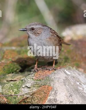 Ein Dunnock auf einer Mauer in Gloucestershire, Großbritannien Stockfoto