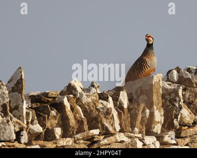 Rotbeinige Rebhuhn auf einer typischen Cotswold Hills Wand Stockfoto