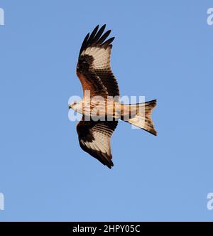 Schönes Detail auf einem Red Kite, der in den Cotswold Hills in Winchcombe Gloucestershire, Großbritannien, vorbeifliegt Stockfoto