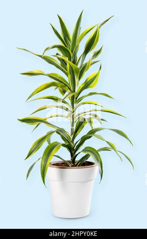 Isolierte Dracaena Zitronenlime Pflanze mit grünen Blättern in Topf auf hellblauem Hintergrund platziert Stockfoto