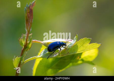 Nahaufnahme eines kleinen Erle leaf Beetle, agelastica alni, Insekt, Klettern auf grünem Gras und Schilf an einem Sommertag. Stockfoto