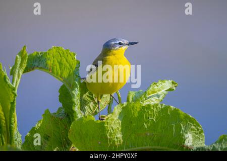 Nahaufnahme eines männlichen westlichen gelben Bachstelzenvogels Motacilla flava singen in Vegetation an einem sonnigen Tag während der Frühjahrssaison. Stockfoto