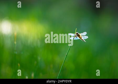 Nahaufnahme eines Vierfleckigen-Verfolgers, Libellula quadrimaculata, oder einer Vierfleckigen Skimmer-Libelle, die im Sonnenlicht auf grünem Schilf ruht. Stockfoto
