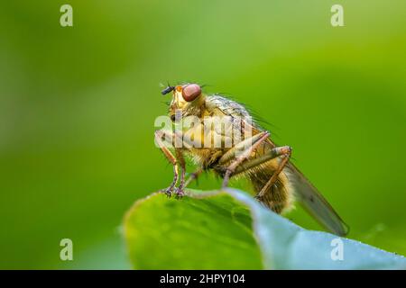 Auch die Nahaufnahme eines männlichen Scathophaga stercoraria, Insekt, wie die gelbe Mist fliegen oder das Golden Mist fliegen bekannt, ruht auf einem grünen Blatt Stockfoto