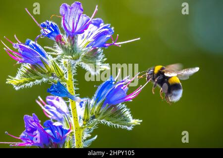 Nahaufnahme eines Bombus terrestris, die Buff-tailed Hummel oder große Erde Bumblebee, Fütterung Nektar der Blüten rosa Stockfoto