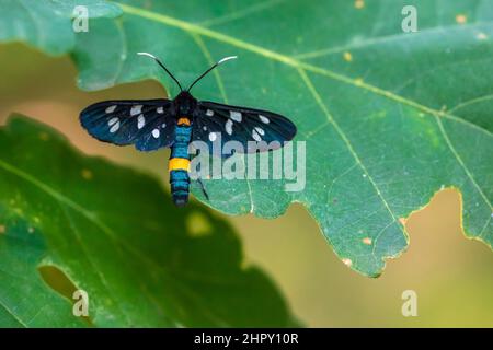 Nahaufnahme eines neunfleckigen Motten oder gelbbelten burnets, Amata phegea, der in einem Wald ruht Stockfoto