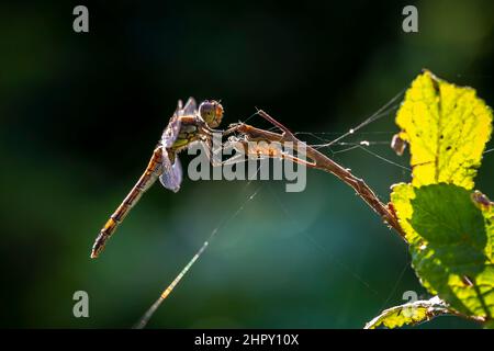 Blick auf einen gemeinen Darter, Sympetrum striolatum, Weibchen mit ausgebreiteten Flügeln trocknet er seine Flügel im frühen, warmen Sonnenlicht Stockfoto