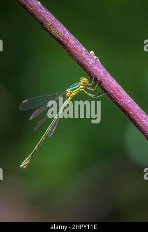 Kleine Smaragd-Spreizer-Damselfliege, Lestes virens, ruhend Stockfoto