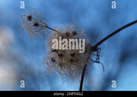 Samenstand der gemeinen Clematis in der Hintergrundbeleuchtung im Februar gegen einen blauen Himmel. Stockfoto