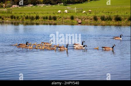 Kanadische Gänse und Gänse im Frühling auf dem Croome River, Worcestershire, England Stockfoto