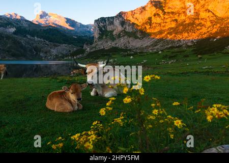 Asturian Mountain Cattle Kuh sitzt auf dem Rasen in einem Nationalpark bei Sonnenaufgang Stockfoto