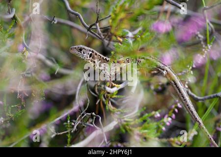 Sandeidechse, Lacerta agilis in der Mitte von Heidekraut Stockfoto