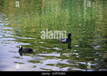 Ente im See schwimmen Stockfoto