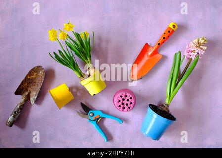 Flach legen, Hyazinthe und Narzissen Blumen, Gartengeräte auf Holztisch. Gartenarbeit im Frühling, gute Kopiefläche Stockfoto