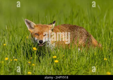 Rotfuchs auf einer Wiese. Essex, England, Großbritannien Stockfoto