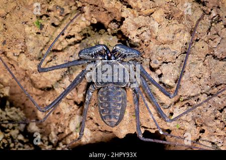 Schwanzlose Peitsche Skorpion auf einem Felsen. Seltsame Spinne, Amblypygid Stockfoto