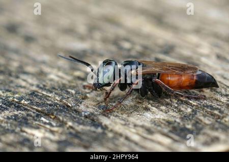 Nahaufnahme einer grün-blauäugigen viereckigen Wespe, Holotachysphex, aus dem Mittelmeerraum Stockfoto