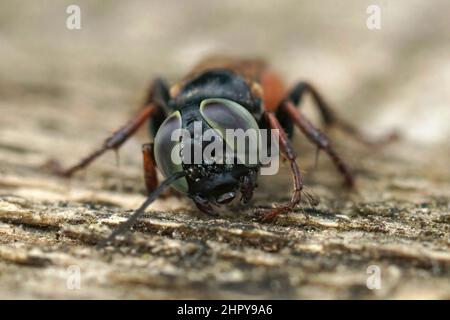 Nahaufnahme des Gesichts auf einer grün-blauen Augen-rechteckigen Wespe, Holotachysphex, mediterrane Region Stockfoto