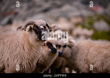 Schafschar, der auf dem felsigen Berg in großer Höhe läuft Stockfoto