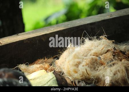 Portraitbild von getrockneten Palmkernen Stockfoto