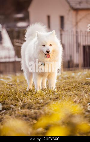 Porträt eines niedlichen weißen Samoyed-Hundes vor einem Haus Stockfoto
