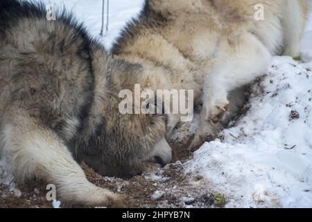 Nahaufnahme der beiden lustigen Alaskan Malamutes, die ein Loch in einen Schnee graben Stockfoto