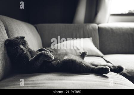 Flauschige schottische Falte Kitty auf der Couch Stockfoto