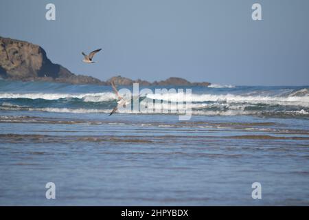 Wunderschöne Aufnahme von zwei Möwen, die über einer Meereslandschaft fliegen. Stockfoto