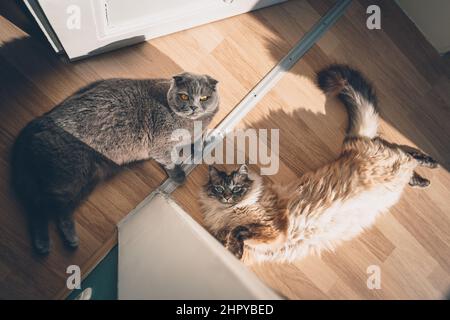 Draufsicht auf ein weibliches Ragdoll und männliche schottische Faltungskatzen Stockfoto