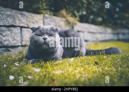 Die verschnaufte schottische Faltenkatze ruht auf dem Gras im Park Stockfoto