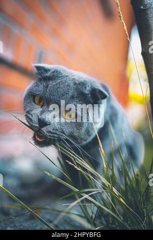 Männliche schottische Faltenkatze, die Gras frisst Stockfoto