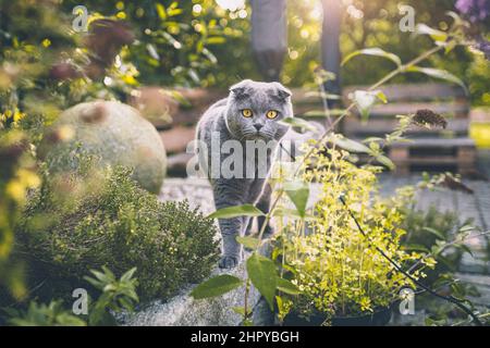 Neugierige schottische Faltenkatze lauert im Park Stockfoto