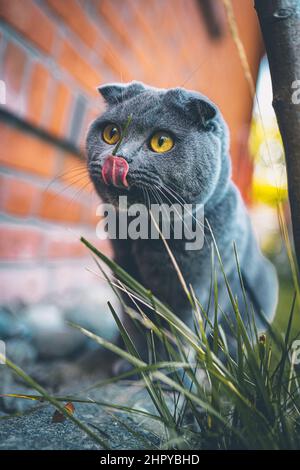 Nahaufnahme einer männlichen schottischen Falzkatze, die Lippen leckt Stockfoto