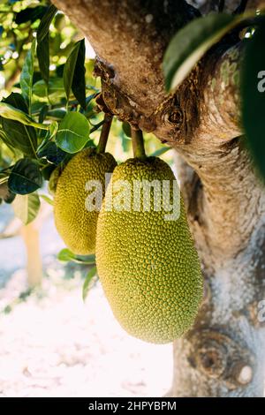 Vertikale Aufnahme von frischen unreifen Jackfruits, die an einem Baumstamm hängen Stockfoto