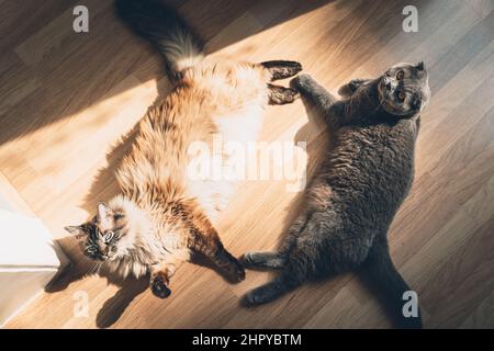 Entzückendes Paar einer weiblichen Ragdoll und männliche schottische Falte Katzen auf dem Boden liegen Stockfoto