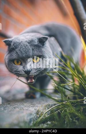 Wütender Rüde schottischer Falzkatze, der im Freien jagt Stockfoto