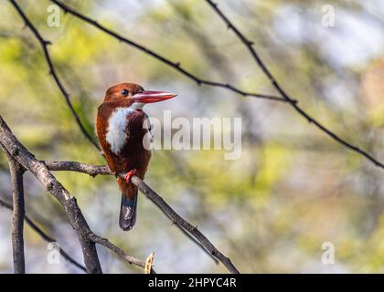 Ein Weißkehlenfischer, der an einem sonnigen Tag auf einem Baum ruht Stockfoto